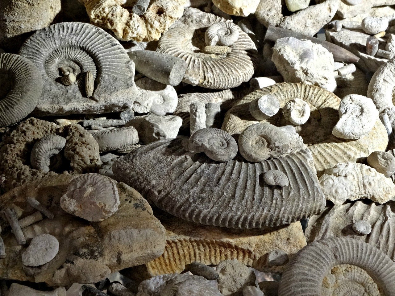L2 - TP de paléontologie des invertébrés